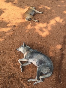 sigiriya-dogs