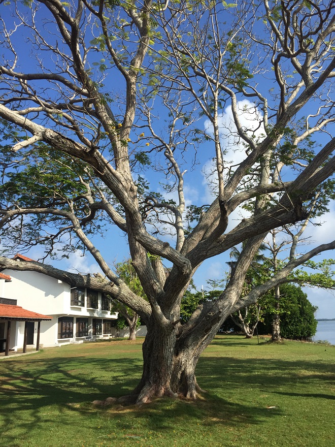 tree-in-negombo